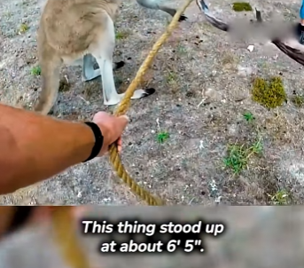 I2303001 Brave Men Rescue Kangaroo 🦘 (Part 2)