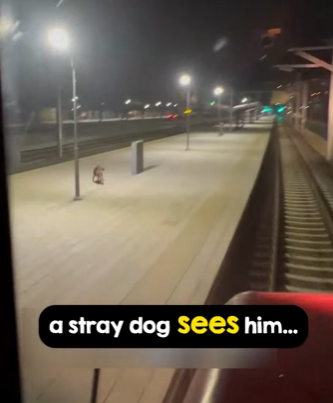 I2303005 How a train driver’s kindness changed one stray dog’s fate (Part 2)