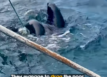 I2303003 Two Sea Lions Rescued from Fishing Rope 🙏❤️ (Part 2)