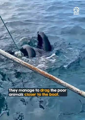 I2303003 Two Sea Lions Rescued from Fishing Rope 🙏❤️ (Part 2)