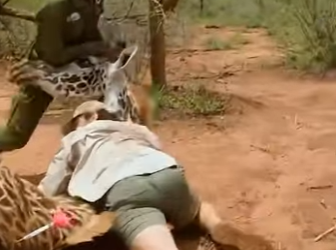 I2303002 Heroic Men Bring Down a Giraffe to Save Her Life❤️(Part 2)