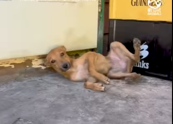 I2303007 Such an incredible transformation 🥹 (Part 2)