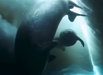 I2303008 Who knew baby seals were THIS cute… and the little sounds 🥹 (Part 2)