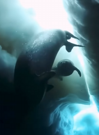 I2303008 Who knew baby seals were THIS cute… and the little sounds 🥹 (Part 2)