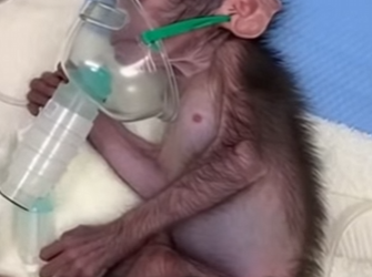 P2203012 Wild Monkey Brought Me Her Baby Still Can Believe Why She (Part 2)