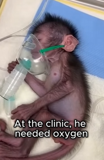 P2203012 Wild Monkey Brought Me Her Baby Still Can Believe Why She (Part 2)