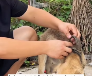 A2303008 A dog was chained to the entrance of a factory, and due to prolonged confinement, its neck was injure (Part 2)