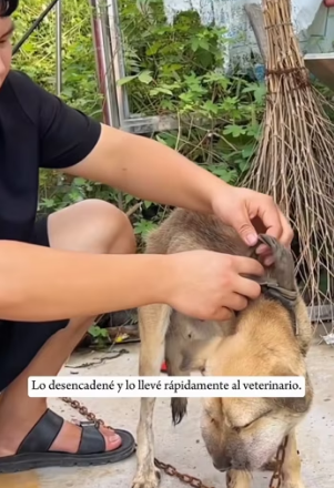 A2303008 A dog was chained to the entrance of a factory, and due to prolonged confinement, its neck was injure (Part 2)