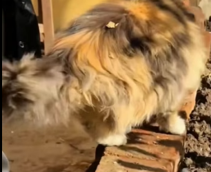 A2303011 I encountered a beautiful stray cat that kept meowing and following me (Part 2)