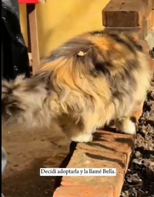 A2303011 I encountered a beautiful stray cat that kept meowing and following me (Part 2)