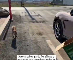 A2303001 On my way home, I encountered a thin, stray dog (Part 2)