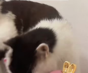 A2303012 I encountered a stray cat with a very unusual appearance (Part 2)