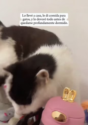 A2303012 I encountered a stray cat with a very unusual appearance (Part 2)