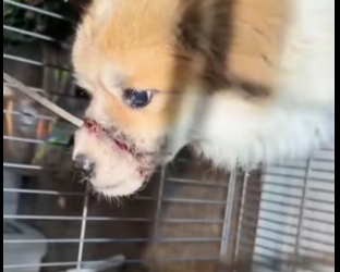 A2303004 I saw a stray dog ​​wandering near my front door, and its mouth looked like it was tied shut with so (Part 2)