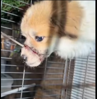 A2303004 I saw a stray dog wandering near my front door, and its mouth looked like it was tied shut with so (Part 2)