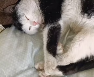 A2303006 A stray cat appeared on the rafters of my farmhouse (Part 2)