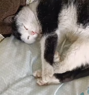 A2303006 A stray cat appeared on the rafters of my farmhouse (Part 2)