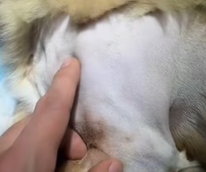 A2303005 Seeing it in that condition, my heart broke, and I immediately took it to the veterinarian (Part 2)