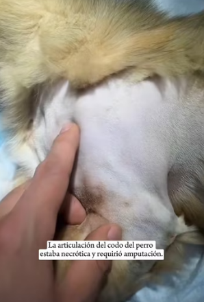 A2303005 Seeing it in that condition, my heart broke, and I immediately took it to the veterinarian (Part 2)