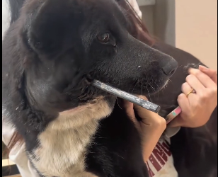 A2303002 I don’t understand why humans always hurt these cute little guys (Part 2)