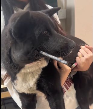 A2303002 I don’t understand why humans always hurt these cute little guys (Part 2)