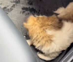 A2303009 A dog was lying on the street. I thought it had been in a car accident, but when I got closer (Part 2)