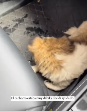 A2303009 A dog was lying on the street. I thought it had been in a car accident, but when I got closer (Part 2)