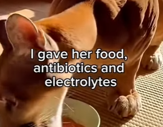 K2003004 Angry cougar attacked this mountains cyclist, but … (Part 2)