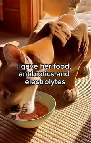 K2003004 Angry cougar attacked this mountains cyclist, but … (Part 2)