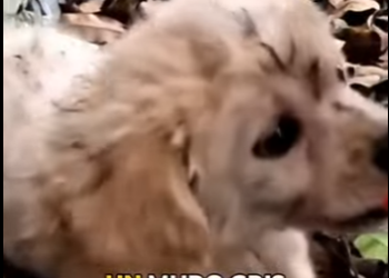 M2303005 Every stray deserves a stay. (Part 2)