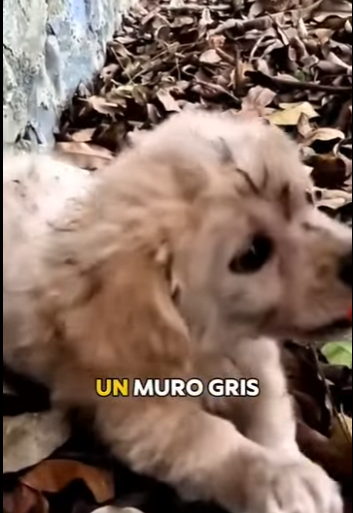 M2303005 Every stray deserves a stay. (Part 2)