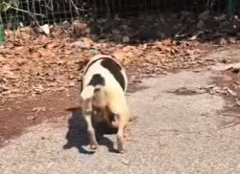 M2303011 Saving one dog won’t change the world, but for that one dog, the world changes forever. (Part 2)