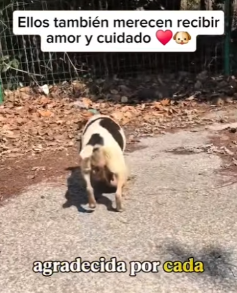 M2303011 Saving one dog won’t change the world, but for that one dog, the world changes forever. (Part 2)