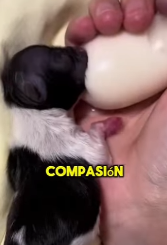 M2303006 They didn’t have a voice, so I gave them a home. (Part 2)