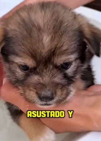 M2303001 Who rescued who? ❤️ (Part 2)