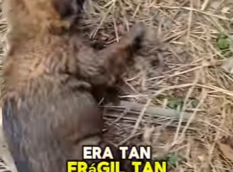 M2303002 My favorite breed is “Rescued.” (Part 2)