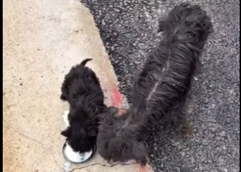 M2303008 Not just a rescue, but a family member. (Part 2)