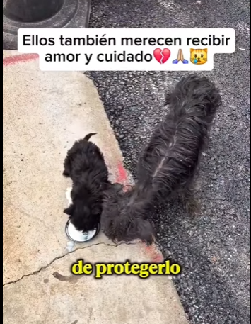 M2303008 Not just a rescue, but a family member. (Part 2)