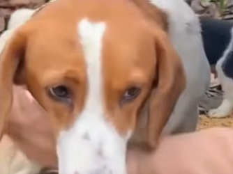 💔“Me tiraron a la basura con mis bebés… pensaron que moriríamos… pero Dios tenía otros planes” (Part 2)