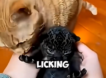 Ella no era su madre… pero lo amó como si lo fuera 🐆🐱❤️ (Part 2)