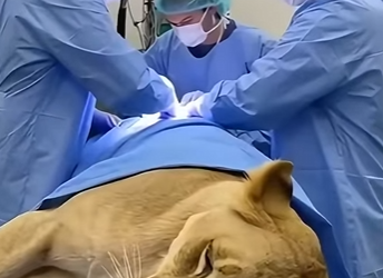 K2003001 Pregnant Lioness Collapses on Highway… Emergency Helicopter Rescue Saves Her & Her Cub (Part 2)