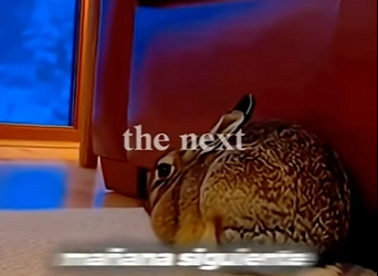 Salvó a una liebre y ella le devolvió el favor 🥕 (Part 2)