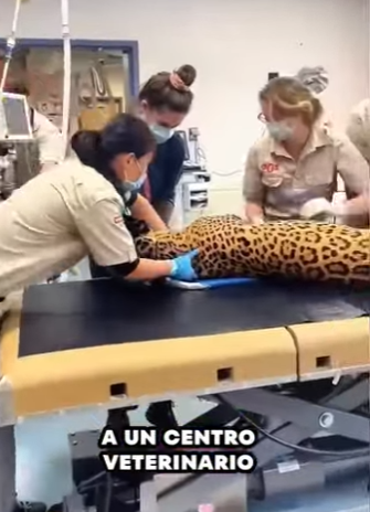 Pareja Ayuda A Un Leopardo (Part 2)