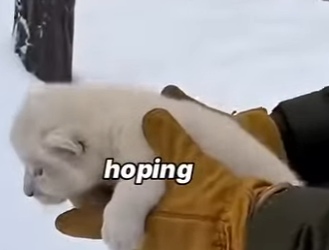 “Un cachorro de león encontró a su verdadera familia 🦁💖” (Part 2)