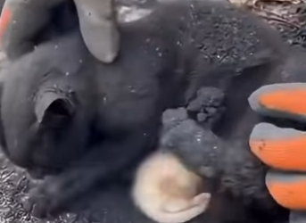 🔥🐱 La madre que se dejó quemar viva para salvar a su bebé (Part 2)