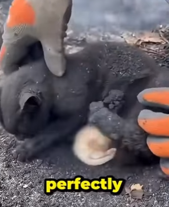 🔥🐱 La madre que se dejó quemar viva para salvar a su bebé (Part 2)