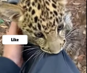 D2203006 Rescue Leopard cub from wolf (Part 2)