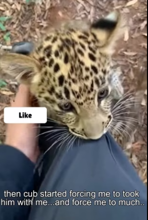 D2203006 Rescue Leopard cub from wolf (Part 2)