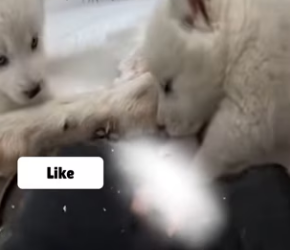 D2203009 wolf cub came for help (Part 2)