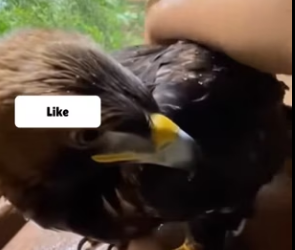 D2203007 I Rescued an eagle and then he came back (Part 2)